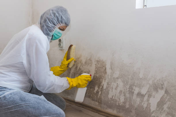 Why You Should Choose Our Mold Remediation Services in Chickasha, OK