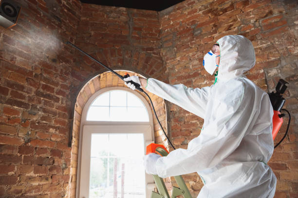 Best Mold Damage Restoration  in Chickasha, OK